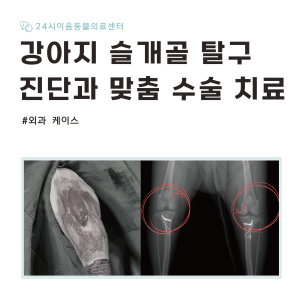 [케이스 리포트] 강아지 슬개골 탈구 증례: 상태에 따른 맞춤 수술 적용…