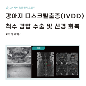 [케이스 리포트] 강아지 디스크탈출증(IVDD): 척수 감압 수술 및 신…