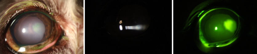 05a358632c9e67b05e8bf9861e564361_1776149952_4082.png