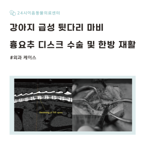 [케이스 리포트] 강아지 후지 마비를 유발한 흉요추 디스크(IVDD) 증…
